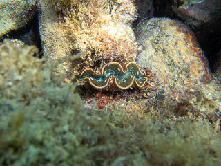 The maxima clam - (Tridacna maxima)