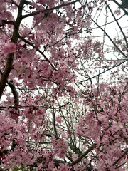 beautiful pink cherry blossoms in full bloom - floral symbol of Japan - Nagoya, Japan