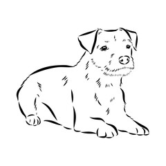 Border Terrier, dog head, vector illustration, black color, vector image