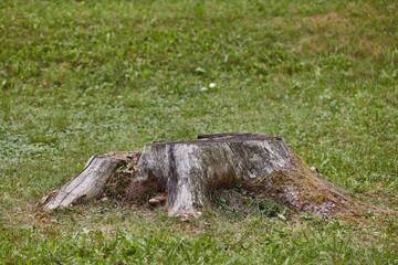 Stump of a chopped tree