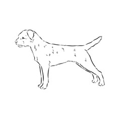 Border Terrier, dog head, vector illustration, black color, vector image