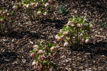 Pinkish-yellow hellebore flowers on a plant.

