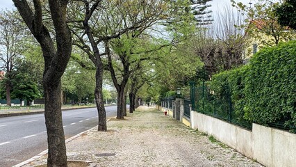Tree-lined suburban walkway with spring foliage, serene nature stroll, springtime tranquility,...