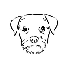 Border Terrier, dog head, vector illustration, black color, vector image