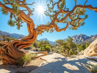 Detailed shot of a Joshua tree’s twisted branches against the backdrop of clear blue desert skies, the sun shining brightly overhead