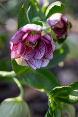 Beautiful variegated hellebore flower outdoors on a plant.

