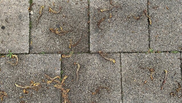 Textured concrete pavement with scattered dry leaves, urban autumn scene, perfect for seasonal change and outdoor design concepts