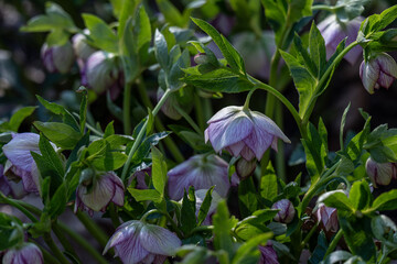Beautiful variegated hellebore flower outdoors on a plant.
