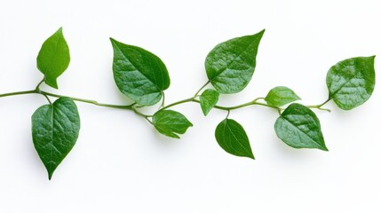 Green vine with leaves isolated