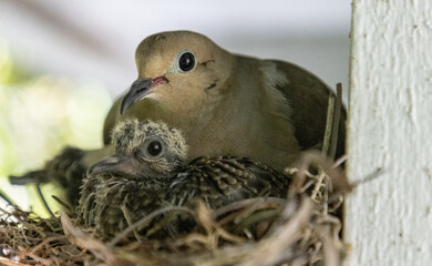Mourning Dove Zenaida macroura nest with an adult male and two chicks © SailingAway