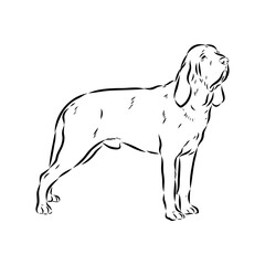 Decorative portrait in profile of dog Bloodhound