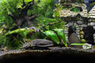 Crustacean fish at the bottom of the aquarium.
