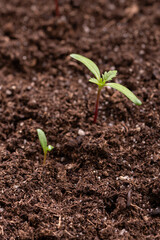 Young African grass seedlings growing in soil.
