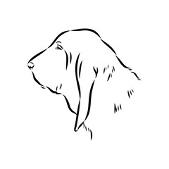 Decorative portrait in profile of dog Bloodhound