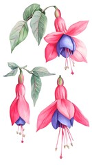 Watercolor Pink and Purple Fuchsia Flowers Botanical Illustration