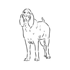 Decorative portrait in profile of dog Bloodhound