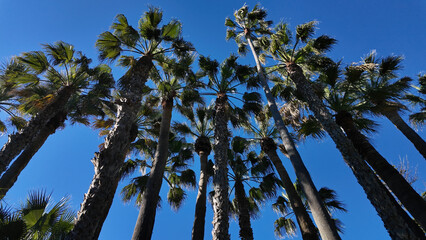Palm trees reaching for the blue sky in Cadiz, Spain