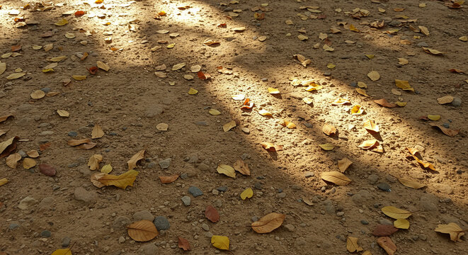 Solo de terra com folhas secas com feixos de luz solar e sombras