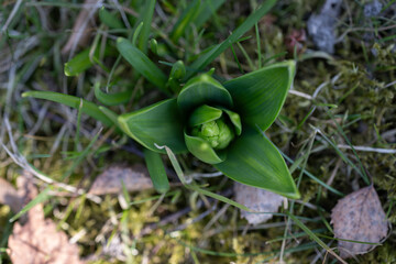 Hyacinth buds and green leaves in the lawn.
