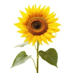 Fototapeta premium Vibrant sunflower in full bloom