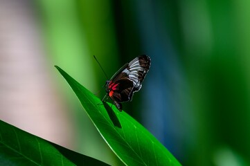 Blue and White Longwing Butterfly at Meijer Botanical Gardens, in Grand Rapids, Michigan.