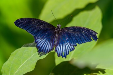 Blue Mormon Butterfly at Meijer Botanical Gardens, in Grand Rapids, Michigan.