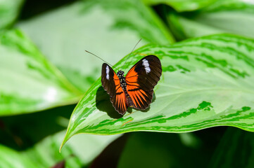 Heliconius melpomene aglaope or Postman Butterfly at Meijer Botanical Gardens, in Grand Rapids, Michigan.
