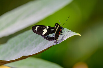 Doris Longwing Butterfly at Meijer Botanical Gardens, in Grand Rapids, Michigan.