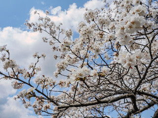 満開の桜の花