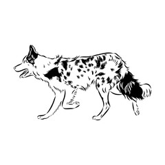Border Collie Dog Vector isolated on white background, Dog Silhouettes.