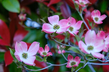 薄紅色のハナミズキの花