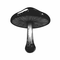 Black and White Mushroom Illustration. Organic Minimalist Art Highlighting Fungi's Edible Elegance in Nature Photography
