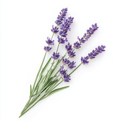 Fototapeta premium Lavender sprig arrangement