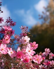 Fototapeta premium Beautiful summer wildflower