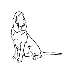 Decorative portrait in profile of dog Bloodhound