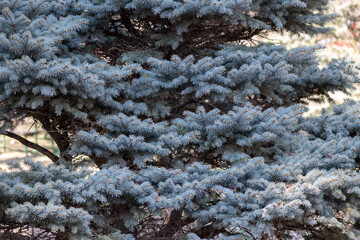 Full frame texture background of beautiful blue needled branches on a spruce tree
