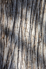 Full frame abstract texture background of rustic bark on a mature tree trunk