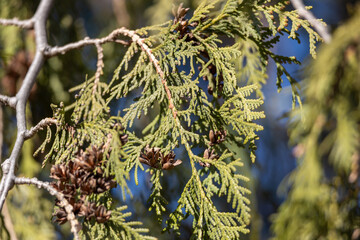 Full frame texture background of evergreen foliage and branches on a cedar tree
