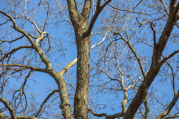Full frame texture background of open bare branches on a deciduous tree in autumn or spring, with blue sky