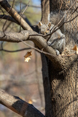 Close up view of a gray squirrel (sciurus carolinensis) sitting on a branch of a mature deciduous tree in early spring sunlight