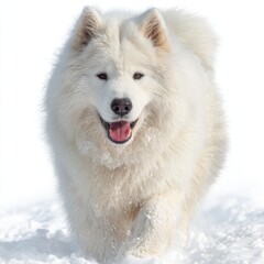 Obraz premium Samoyed Dog Running in Snow, White Furry Friend Portrait Photo, Happy Pet in Winter Wonderland