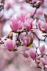 Fototapeta premium Magnolia soulangeana, also known as Saucer or Chinese Magnolia. Vibrant pink flowers blossoms on tree branches in full bloom. Magnolia 'Heaven Scent' is Magnolia cultivar with pink flowers