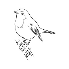 Simple black outline vector drawing. Robin bird isolated on white background. Sketch in ink.