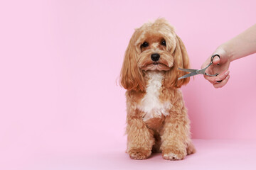 Pet grooming. Woman with scissors and cute dog on pink background, closeup. Space for text