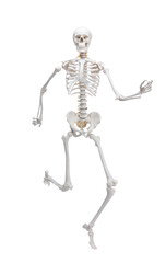 Artificial human skeleton model isolated on white