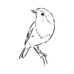 Simple black outline vector drawing. Robin bird isolated on white background. Sketch in ink.