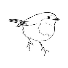 Simple black outline vector drawing. Robin bird isolated on white background. Sketch in ink.