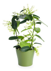 Beautiful jasmine plant with buds isolated on white