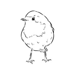 Simple black outline vector drawing. Robin bird isolated on white background. Sketch in ink.