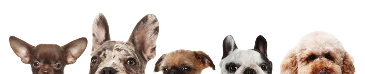 Adorable dogs peeking out against white background